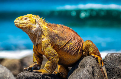 1-Galapagos